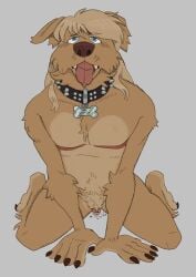 absurd_res andromorph anthro azaroteu big_clitoris bird_dog blonde_hair blue_eyes bodily_fluids bondage canid canine canis clitoris collar domestic_dog drooling flat_chested flat_colors genitals golden_retriever hair hi_res hunting_dog intersex mammal mastectomy_scar petplay pubes retriever roleplay saliva scar sitting sitting_on_ground solo throbbing throbbing_vulva trans_(lore) trans_man_(lore) twitching vulva