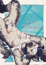 2026 anthro areola arknights balls blush bottomless clothed clothing collar ear_piercing english_text eyebrow_piercing facial_piercing ganezu genitals glans grey_body hi_res humanoid_genitalia humanoid_penis hyena hypergryph looking_at_viewer lying male mammal markings nipples on_back penis piercing shirt_up solo spot_(arknights) spots spotted_body spotted_hyena studio_montagne tail text topwear