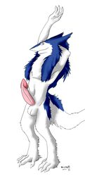 1boy 2016 anthro armpits blue_fur claws erection fur looking_at_viewer male male_only nude penis sergal simple_background smile solo waismuth white_background white_fur