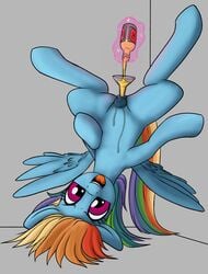 2016 alcohol_enema anal anal_sex anatomically_correct animal_genitalia animal_pussy anus blue_feathers blue_fur coinpo equine equine_pussy feathered_wings feathers female feral friendship_is_magic fur hair looking_at_viewer magic mammal multicolored_hair my_little_pony open_mouth pegasus penetration purple_eyes pussy rainbow_dash_(mlp) solo spread_wings what wings