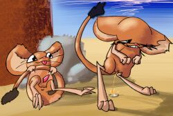 anus bodily_fluids desert dipodid duo female feral genital_fluids genitals hi_res jerboa male male/female mammal oasis penis plant raised_tail rodent sand tail tofuthelizard torn_ear tree urine vulva water watersports whiskers