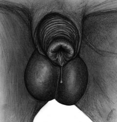 animal_genitalia balls crotch_shot darkmare equine feral male mammal penis precum sheath solo traditional_media_(artwork)