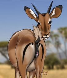 2016 anatomically_correct anatomically_correct_pussy animal_genitalia animal_pussy antelope anus ass equine_pussy female feral gazelle looking_at_viewer mammal pussy xyi