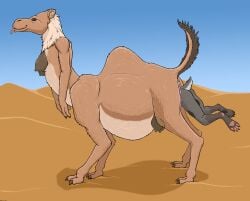 2024 4_breasts anthro anthro_only anthro_prey anus belly big_belly biped breasts brown_body brown_eyes brown_fur camel camelid camelid_taur duo female female_pred female_prey feral feral_pred fur genitals grey_body grey_fur head_first hi_res larger_female larger_pred larger_taur mammal mammal_taur multi_breast nipples partially_inside pawpads pussy quadruped short_tail size_difference smaller_anthro smaller_female smaller_prey snout strega tail taur tongue tongue_out unbirthing vaginal_penetration vore