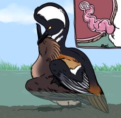 anatid animal_genitalia animal_penis anseriform avian bird duck feral feral_on_feral feral_penetrated feral_penetrating genitals hi_res hooded_merganser penetration penis pteri_(artist) sea_duck