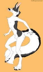 animal_genitalia armpits canine claws digitigrade fox looking_at_viewer male mammal multi_nipple nipples paws red_eyes sheath solo tongue tongue_out toots