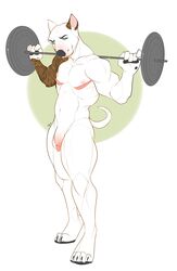 1boy anthro balls canine exercise flaccid humanoid_penis looking_at_viewer male male_only mammal muscular nipples penis solo teil weightlifting workout