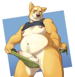 anthro balls big_shiba bottomless canine clothed clothing erection facial_piercing half-erect humanoid_penis looking_at_viewer looking_down low-angle_view male male_only mammal moobs navel nipple_piercing nipples nose_piercing overweight penis piercing pubes shiba_inu shirt_up solo toomanyboners towel uncut