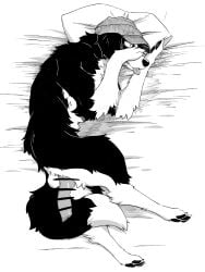 anatomically_correct anatomically_correct_genitalia anatomically_correct_penis animal_genitalia animal_penis balls black_body black_fur black_nose black_pawpads border_collie canid canine canine_genitalia canine_penis canis censor_bar censored claws clothing collie domestic_dog erection feral fur genitals hat head_on_pillow headgear headwear herding_dog hi_res hot_dog_wolf knot knotted_penis male mammal monochrome multicolored_body multicolored_fur pastoral_dog pawpads paws penis penis_backwards pupils quadruped sheepdog slit_pupils snout solo tail toe_claws tongue tongue_out two_tone_body two_tone_fur white_body white_fur