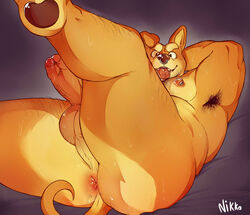 big_shiba canine captain_nikko erection male male_only mammal partially_retracted_foreskin penis pinup pose shiba_inu signature solo uncut