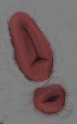 animal_genitalia anus canid canine canine_genitalia female feral fur genitals mammal solo stinkfingerz white_body white_fur