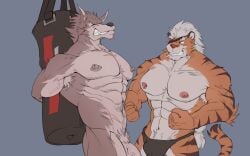2023 abs absurd_res anthro areola biceps black_clothing black_thong black_underwear braided_hair braided_ponytail bruised bruised_belly canid canine canis chest_scar clenched_teeth clothed clothing duo eruprior eye_patch eyes_closed eyewear felid forearm_muscles fur genitals grey_body grey_fur grin hair hands_tied_behind_back hi_res lin_(anil_nilnil) long_hair male male/male mammal multicolored_body multicolored_fur nipples nude orange_body orange_fur pantherine pecs penis ponytail punching_bag scar smile striped_body striped_fur stripes teeth thong thong_only tiger topless underwear underwear_only vein veiny_muscles veiny_penis white_body white_fur white_hair wolf