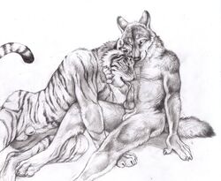 anthro balls canine cum feline kenket licking male mammal oral penis tiger tongue tongue_out wolf yaoi