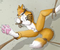 anthro balls bondage bound canine collar fox jay-lel male malesub nude paws penis rope solo spiked_collar spread_legs tail_bondage tied wolfgirl_(artist)