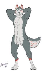 2017 anthro asatrua balls canine husky invalid_tag male male_only mammal nude