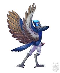 anthro avian bird erection male penis shy solo superb-fairywren tallow wren