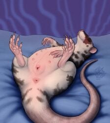 5_toes abstract_background anatomically_correct anatomically_correct_anus anatomically_correct_genitalia anatomically_correct_pussy animal_genitalia animal_pussy anus aroused artist_logo artist_name ass bed bed_sheet bedding belly_blush black_body black_fur blush bodily_fluids body_blush brown_eyes buckteeth claws cloudweaver_(artist) digital_drawing_(artwork) digital_media_(artwork) dripping feet female feral finger_claws fur furniture genital_fluids genitals hand_on_belly hand_on_nipple hi_res hindpaw in_heat inside leaking legs_up logo long_tail looking_at_viewer lying lying_on_bed mammal markings multi_nipple murid murine nipples on_back on_bed pawpads paws pink_anus pink_body pink_feet pink_nipples pink_nose pink_pawpads pink_pussy pink_skin pink_tail plump_labia presenting presenting_anus presenting_hindquarters presenting_pussy pussy pussy_juice_drip pussy_juice_leaking quadruped rat rat_tail realistic_feral rodent rodent_pussy round_ears signature solo spots spotted_body spotted_fur spotted_markings spread_legs spreading tail tail_anus teeth text toe_claws toes vaginal_fluids whiskers white_body white_fur