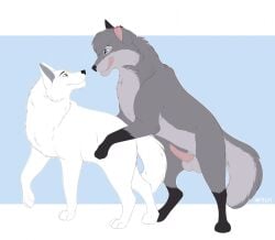 ambiguous_gender animal_genitalia balls canid canine canis cheek_tuft digital_drawing_(artwork) digital_media_(artwork) domestic_dog duo erection eye_contact facial_tuft feral feral_on_feral from_behind_position fur genitals grey_body grey_fur imminent_sex inner_ear_fluff licking licking_lips licking_own_lips looking_at_another male mammal mounting on_hind_legs paws quadruped sex sheath signature simple_background smile standing tail tongue tongue_out tsuki tuft white_body white_fur whitecat wolf