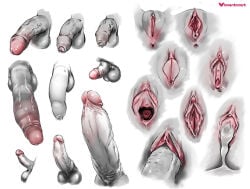 after_ejaculation after_sex after_vaginal anus artist_name cervix clitoral_hood clitoris colored_skin cum cum_in_pussy cumdrip disembodied_penis erect_clitoris erection flaccid foreskin genitals labia meaty_pussy open_mouth penis pussy pussy_chart reference reference_sheet shaved_pussy simple_background small_penis spread_pussy spread_vagina testicles urethra vagina veins veiny_penis vincentcc vulva white_background