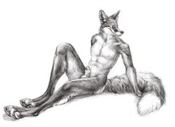 2017 animal_genitalia animal_penis anthro balls canine canine_penis claws digitigrade fox fur kenket male male_only mammal monochrome nude pawpads paws penis penis_tip sheath simple_background sitting sketch smile solo white_background