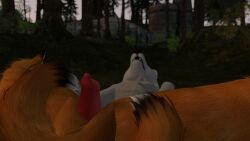 ambiguous_gender ass_to_ass blurred_background canine canine_genitalia canine_penis depth_of_field feral feral_on_feral fox grinding_on_penis interspecies knotted_penis male orange_fur outside penis pleasured_face second_life self_upload size_difference teasing threesome videogame white_fur wolf zeevwolf