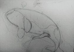 animal_genitalia big_penis cetacean cum cum_on_ground erection feral fklow genital_slit lying male male_only mammal marine monochrome on_side open_mouth penis sketch slit solo sweat tapering_penis traditional_media_(artwork) whale