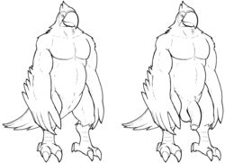 1boy 2017 animal_genitalia anthro avian balls beak biceps bird breath_of_the_wild cloaca feathers kass_(zelda) macaw male male_only monochrome nintendo nude parrot penis rito simple_background smile solo the_coast_is_near the_legend_of_zelda video_games winged_arms wings