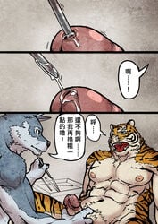 abs biceps canine chinese_text comic duo feline humanoid_penis jacketbear male male_only mammal navel nipples open_mouth pecs penis precum speech_bubble text tiger tongue tongue_out translation_request urethral wolf