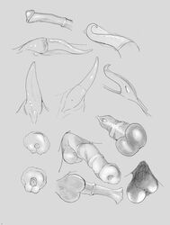 9x9 animal_genitalia balls cetacean condom dolphin equine erection horse male male_only mammal marine sheath sketch