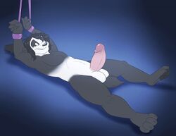 abstract_background balls bear bloo_(artist) bondage erection handcuffs horza lying male male_only mammal nude panda pawpads penis shackles solo