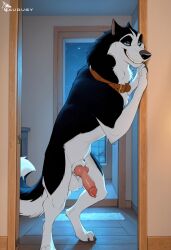 1boy absurd_res ai_generated alaskan_malamute animal_genitalia aroused aurugy balls balto_(series) blue_eyes canid canine canis collar domestic_dog dominant dominant_feral door doorway erection feral genitals hi_res husky knot looking_at_viewer male male_only mammal night nordic_sled_dog penis sheath smile smiling_at_viewer solo spitz standing standing_in_doorway steele_(balto)