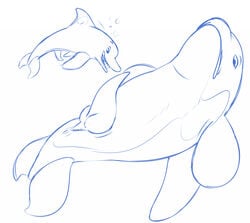 2017 anus cetacean dolphin feral knot lying male mammal marine on_back onigrift orca penis sketch slit tapering_penis underwater water whale yaoi