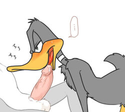 all_fours anthro avian balls bird blush bugs_bunny daffy_duck duck erection feathers furry half-closed_eyes lagomorph licking looney_tunes male male_only mammal open_mouth oral penis penis_lick rabbit sex simple_background sitting soft_feathers sound_effects sweat tongue tongue_out vein veiny_penis warner_brothers yaoi zehn