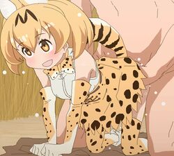 1boy 1girls :d aliasing all_fours animal_ears bare_shoulders blonde_hair blush bow bowtie cat_ears cat_tail clothed_female_nude_male elbow_gloves female gloves human interspecies kemono_friends leopard_print navel no_nose nude open_mouth polka_dot polka_dot_legwear polka_dot_skirt serval_(kemono_friends) sex shirt skirt straight sweat tail thighhighs tomu_(tomubobu) yellow_eyes