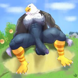 animal_crossing anthro apollo_(animal_crossing) avian balls bara barazoku big_penis bird boner bottomless erection lionhearf03 male male_only muscles muscular nintendo pantsless penis sitting solo solo_male spread_legs