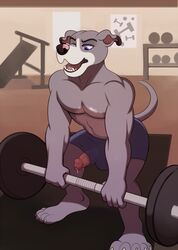 anthro canine clothed clothing exercise harlem humanoid_penis male male_only mammal penis penis_through_leghole poking_out solo topless weightlifting workout