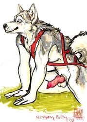 2005 anthro balls canine canine harness java knot male mammal nude penis solo