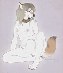 anthro anus breasts canine claws collar ear_piercing female fur hair mammal piercing presenting pussy seiska simple_background sitting smile solo teeth white_fur