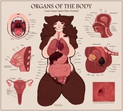 2d anal anal_sex anatomically_correct anatomy anatomy_chart anthro bladder breasts brown_hair buttplug canid canine cervix colonoscopy educational endometrium esophagus fallopian_tubes female guts heart_symbol hi_res intestines labia labia_minora liver lung mammal model_sheet mouth_shot myometrium mythological_canine mythological_creature mythology nipples open_mouth organs ovaries penetration pepper_(wonderslug) perimetrium plug_(sex_toy) reproductive_anatomy sex_toy smile solo stomach teeth throat tongue uterus uvula were werecanid werecanine werewolf wonderslug wonderslug_(artist) xray_view