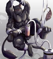 4_arms abs balls black_nose black_panther blush bondage bound brown_eyes erection fd-caro feline hands_tied male male_only mammal multi_arm multi_limb muscular orgasm panther penis penis_milking solo