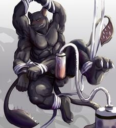 4_arms abs anthro balls black_nose black_panther blush bondage bound brown_eyes displacer_beast erection fd-caro feline grey_background hands_tied male male_only mammal multi_arm multi_limb muscular orgasm panther penis penis_milking simple_background solo