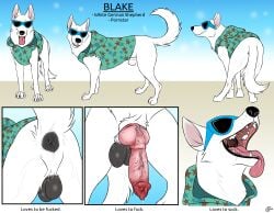 absurd_res animal_genitalia animal_penis anus backsack balls blake_(consensualcanine) canid canine canine_genitalia canine_penis canis claws consensualcanine domestic_dog eyewear feral fur genitals german_shepherd herding_dog hi_res knot male mammal open_mouth pastoral_dog paws penis quadruped sheath solo sunglasses tail tongue tongue_out white_body white_fur