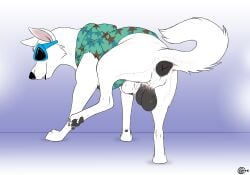 absurd_res animal_genitalia anus backsack balls blake_(consensualcanine) canid canine canis claws consensualcanine domestic_dog eyewear feral fur genitals german_shepherd herding_dog hi_res male mammal pastoral_dog pawpads paws quadruped sheath solo sunglasses tail white_body white_fur