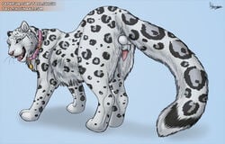 2017 anatomically_correct animal_genitalia animal_penis anthro anus ass balls collar erection feline feline_penis feral fur grey_fur hybernation kieran kieran_(kierish) leopard looking_at_viewer male male_only mammal penis presenting sheath simple_background snow_leopard solo spots white_fur