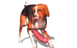 1boy 3d animal_genitalia animal_penis balls beagle canine feline_penis feral fur hyper looking_at_viewer male_only mammal penis solo tapiko