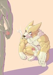 abs anthro canine fur husky_(artist) koreanhusky male male_only mammal muscular muscular_male nipples pecs penis