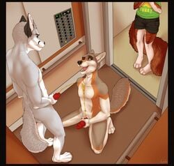 anthro canine chaine_redfield chapiduh duo elevator erection furry kemonowolf kneeling male mammal nude one_eye_closed open_mouth peeing penis public spread_legs spreading urine watersports wolf yaoi