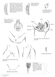 brandt clitoris drawing educational female genital line_art lionclaw1 nude pussy sascha sex sketch text tutorial