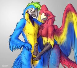 2017 animal_genitalia anthro avian balls beak bird black_feathers blue_eyes blue_feathers breasts duo english_text eye_contact ezcett feathered_wings feathers featureless_breasts female green_hair grey_background hair hand_on_penis humanoid_penis macaw male nude parrot penis red_feathers sheath simple_background smile straight text wings yellow_feathers