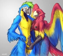 2017 animal_genitalia anthro areola avian balls beak bird black_feathers black_nipples black_pussy blue_eyes blue_feathers breasts duo english_text eye_contact ezcett feathered_wings feathers female green_hair grey_background hair hand_on_penis humanoid_penis macaw male nipples nude parrot penis pussy red_feathers sheath simple_background smile straight text wings yellow_feathers